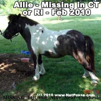 MISSING EQUINE Allie Near Colchester, CT, 06415